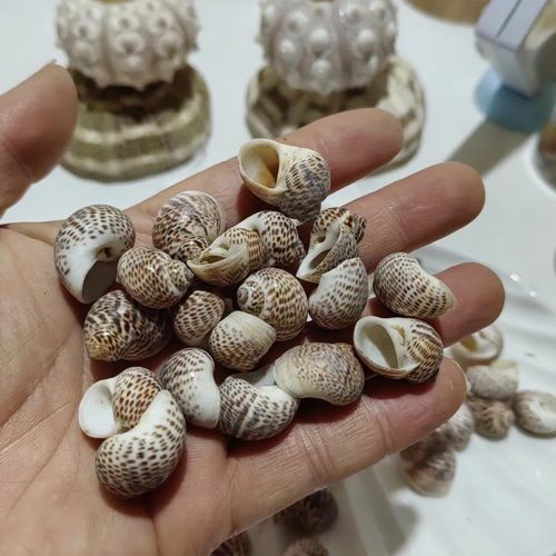 蓝海精灵贝壳卷贝鱼寄居蟹备用替换专用壳鸟蛋螺鱼缸造景装饰摆件