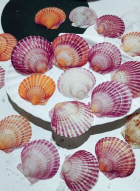 天然海螺贝壳 紫色彩色扇贝 手工diy贝壳画夜灯材料烧烤贝