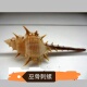 家居摆件 海螺贝壳 鱼缸 刺螺 寄居蟹替换壳 巫骨螺