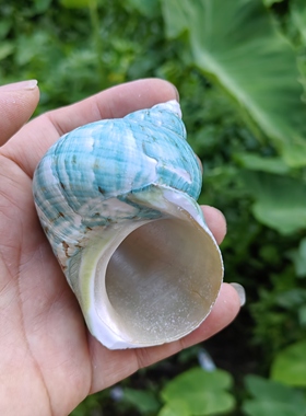 5-6厘米口径特大去皮绿螺 寄居蟹壳备用鱼缸造景三湖虎鱼躲避孵化