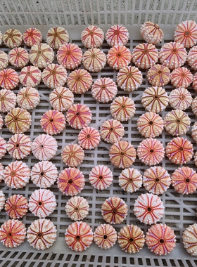 天然海胆壳标本 勋章海胆稀有收藏精品