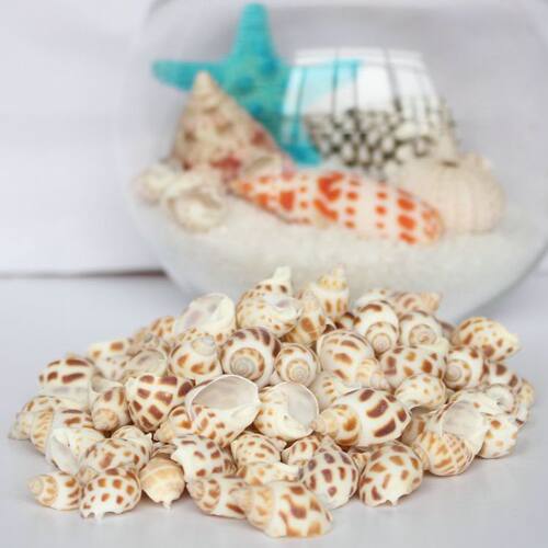 50只小东风螺花螺海螺贝壳 水族鱼缸造景婚庆装饰diy工艺品原料