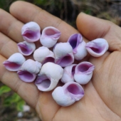 紫口岩螺 饰品 天然海螺寄居蟹替换备用壳鱼缸水族造景装