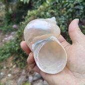 超大去皮荧光螺 特大寄居蟹替换壳鱼虾躲避屋繁殖鱼窝橱窗拍摄