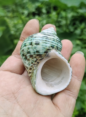 天然海螺贝壳抛光绿蝾螺寄居蟹壳大口径水族鱼缸造景家居摆件收藏