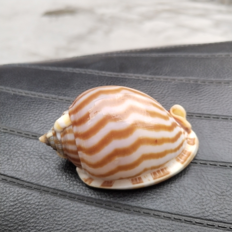 天然精品海螺寄居蟹替换壳