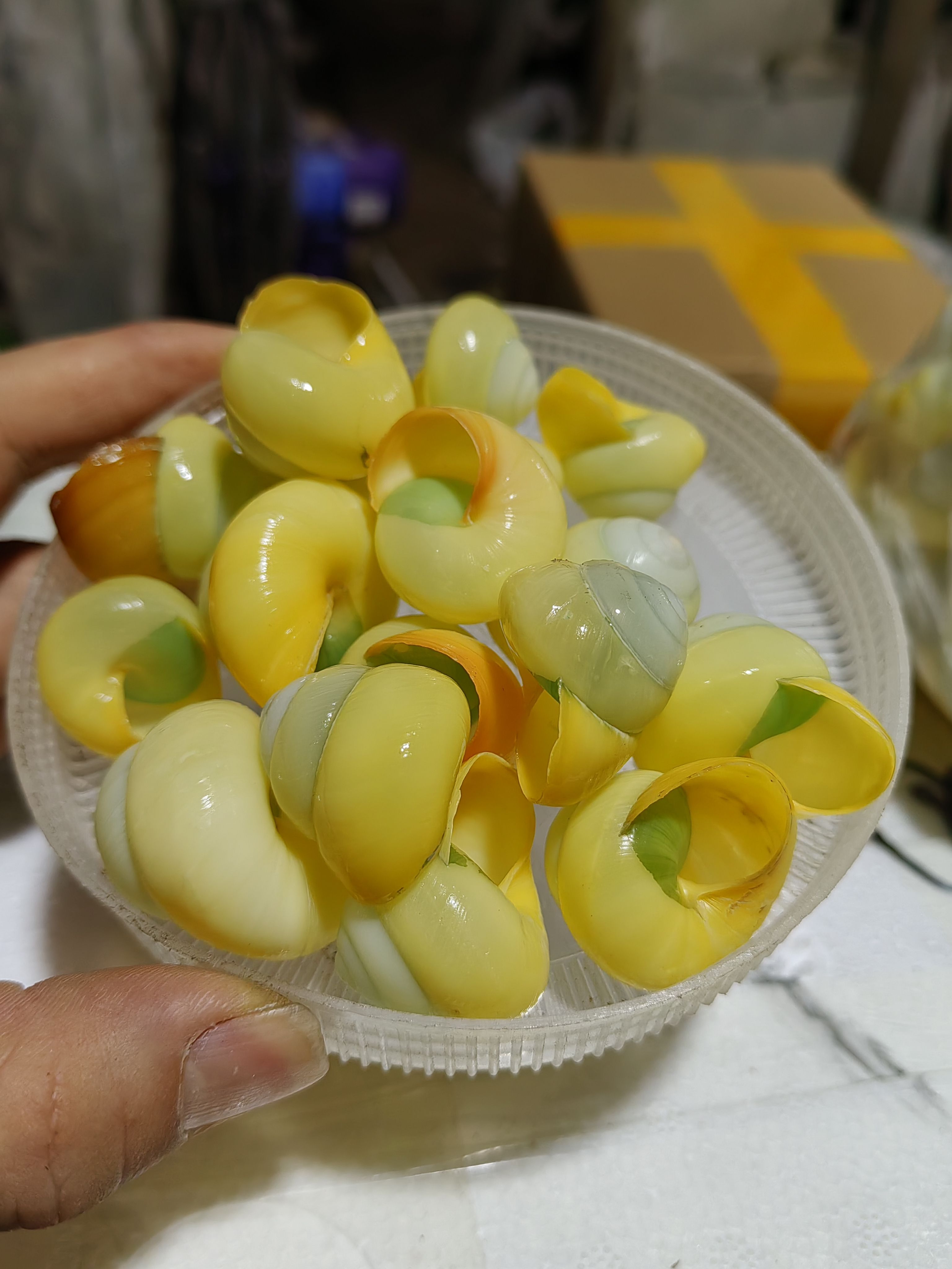 天然海螺贝壳 黄玉蜗牛螺标本摆件寄居蟹替换鱼缸造景相框材料