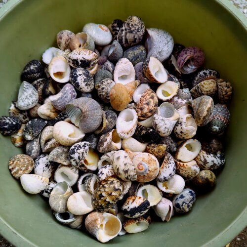 500g迷彩大马蹄螺 鼻屎丁豆丁寄居蟹替换壳漂流瓶相框画天然海螺