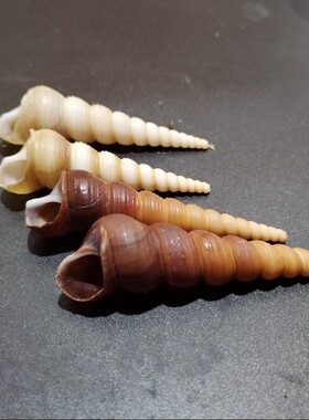 天然海螺钉螺壳手工diy材料