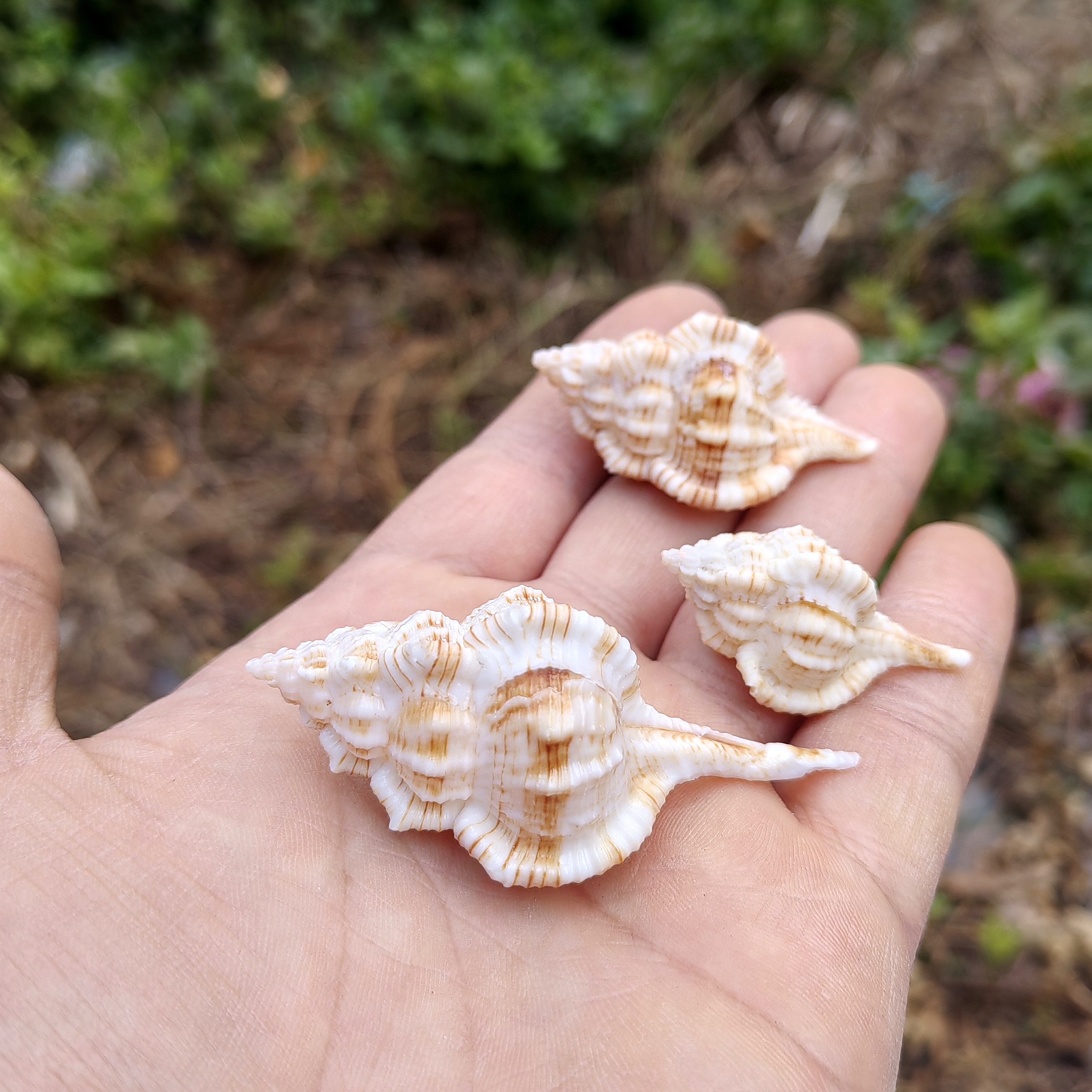 天然海螺贝壳 稀有烟斗螺标本收藏 寄居蟹替换备用壳相框diy手工