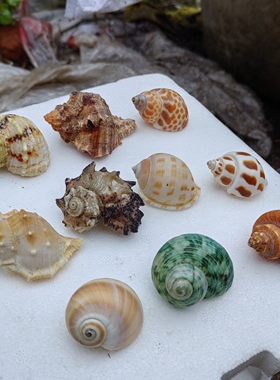 天然海螺2-3口 寄居蟹替换壳房子大号小号摆件装饰鱼缸造景备用