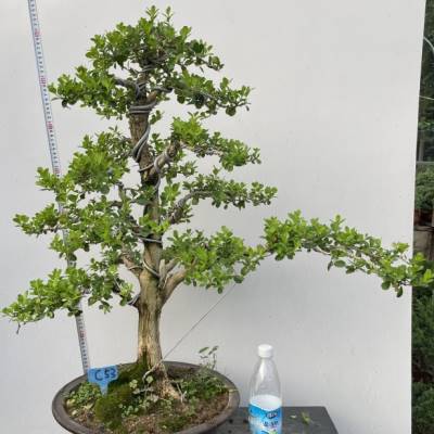 实物瓜子黄杨 盆景 文人造型 树桩文人瓜子黄杨盆栽老盆按图实物o