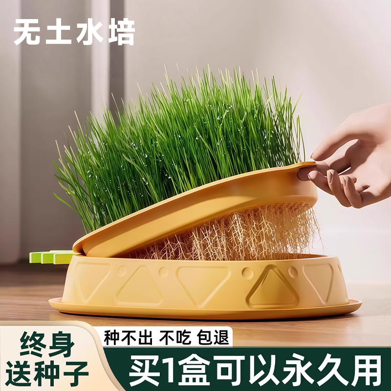 猫草盆栽种籽懒人水培化毛球
