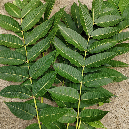 新鲜老香椿叶 老香椿树种子 香铃子 香椿树老树叶晒干 泡茶