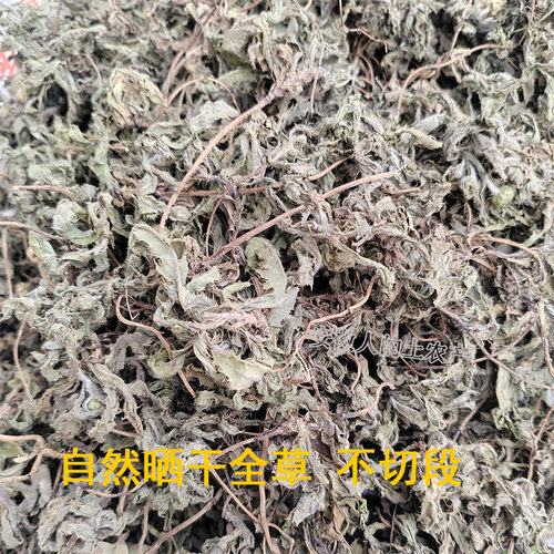 干七七菜整棵新鲜纯野生小蓟菜自然晒干刺菜带根带叶精选中药材