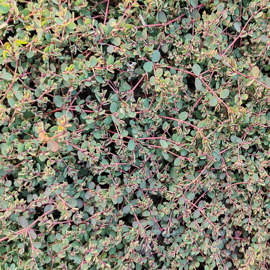 地锦草铺地红农家新鲜现采晒干奶汁草红莲草小红筋草卧蛋草中药材