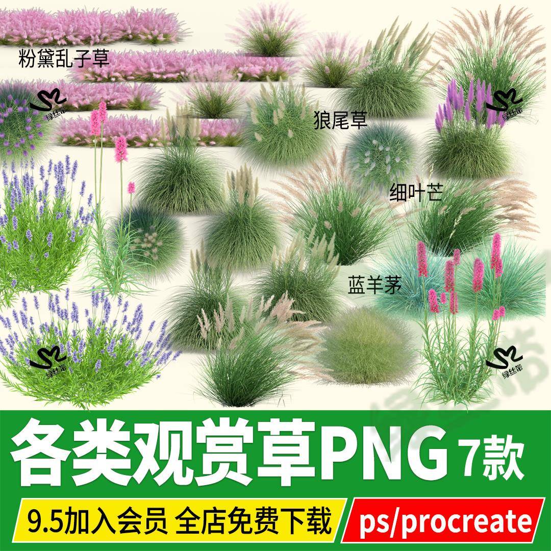 观赏草png花镜粉黛乱子草芒草狼尾草蓝羊茅芦苇草丛单体PSD素材ps
