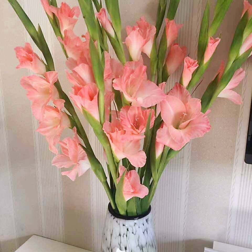 云南基地直发剑兰鲜花包邮到家步步高升节节高鲜花