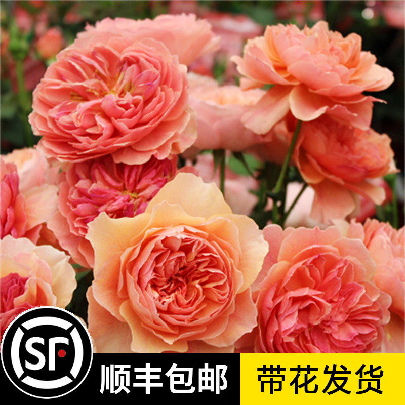 香织装饰月季花苗日月灌木多季勤花浓香阳台庭院花园盆栽