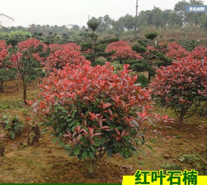 红叶石楠树苗四季庭院绿化苗木石楠球火焰红小苗红花继木球形盆栽