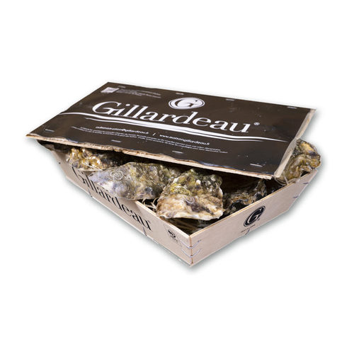 吉娜朵Gillardeau生蚝限时增重