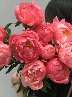 落日珊瑚芍药鲜切花荷兰进口水插花菏泽产地直销牡丹重瓣手捧花