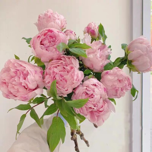 牡丹鲜花切花插花水养家用菏泽正宗大花苞鲜花母亲节牡丹花鲜切花