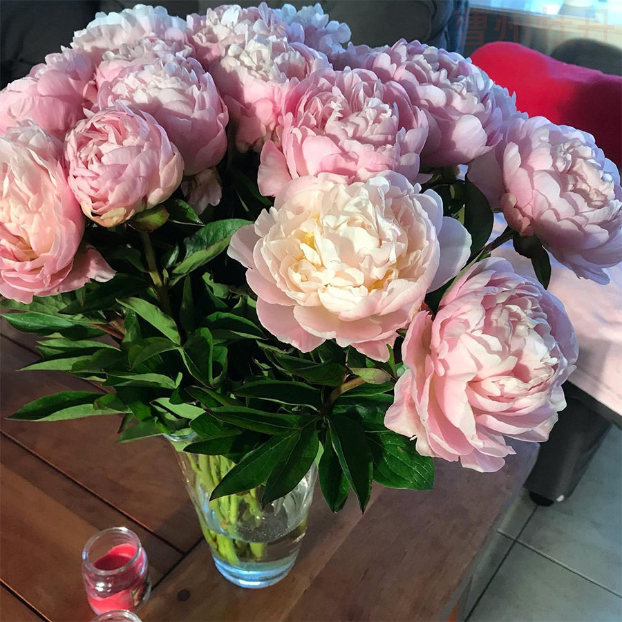 重瓣芍药鲜切花芭茨啦杨妃出浴红色进口插花母亲节礼物山东发货粉