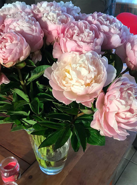 重瓣芍药鲜切花芭茨啦杨妃出浴红色进口插花母亲节礼物山东发货粉