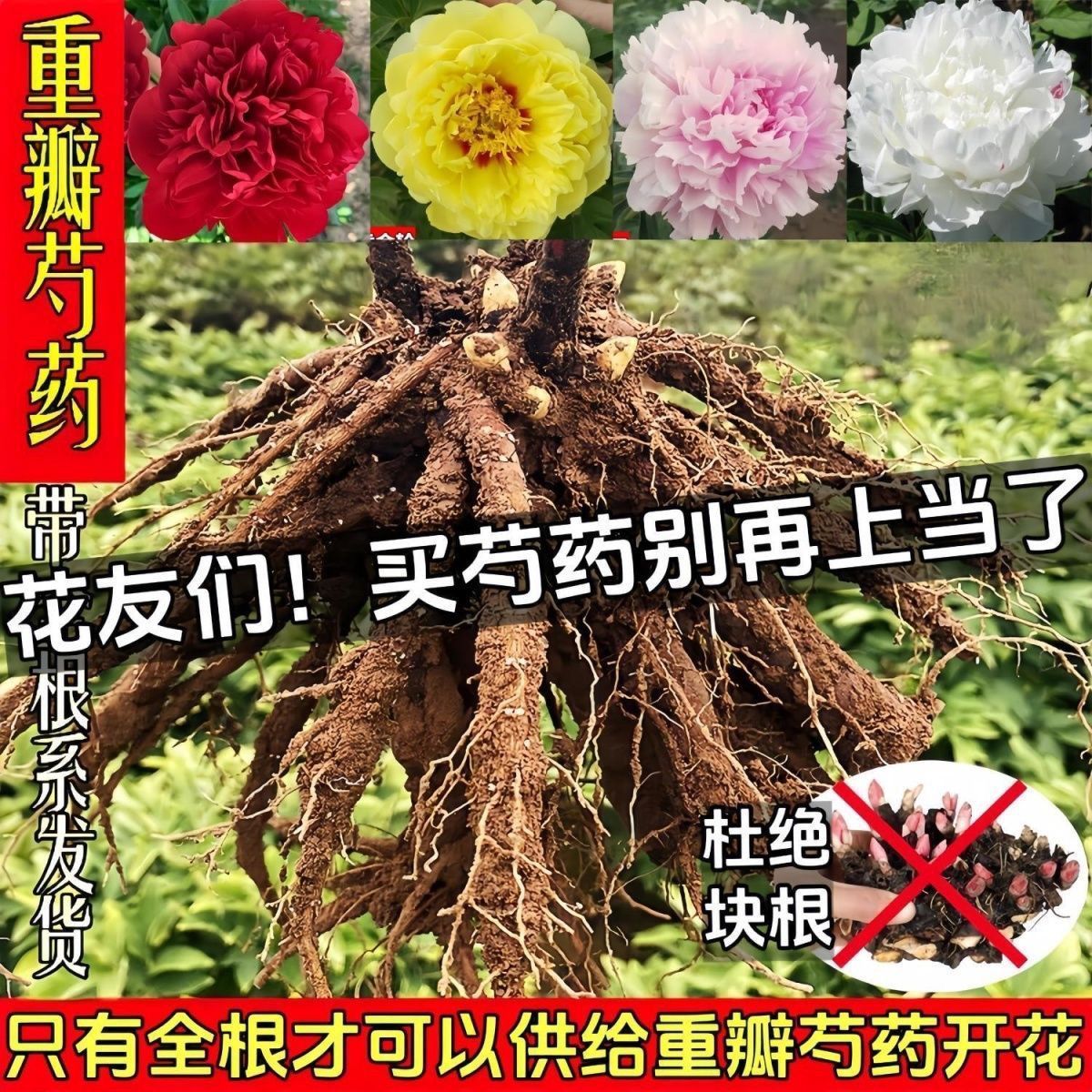 芍药种根花苗多年生带芽盆栽根块观花植物重瓣庭院菏泽保证包对版