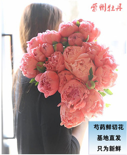 荷兰落日珊瑚芍药鲜切花山东牡丹鲜花云南洋牡丹母亲节花束