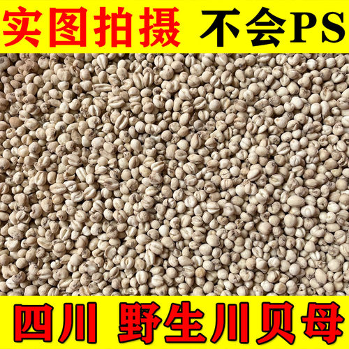 四川贝母正品特级无硫川贝粒野生