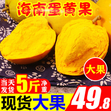 大果鸡蛋果新鲜海南蛋黄果5斤 特产热带水果当季 包邮 3一整箱批发10