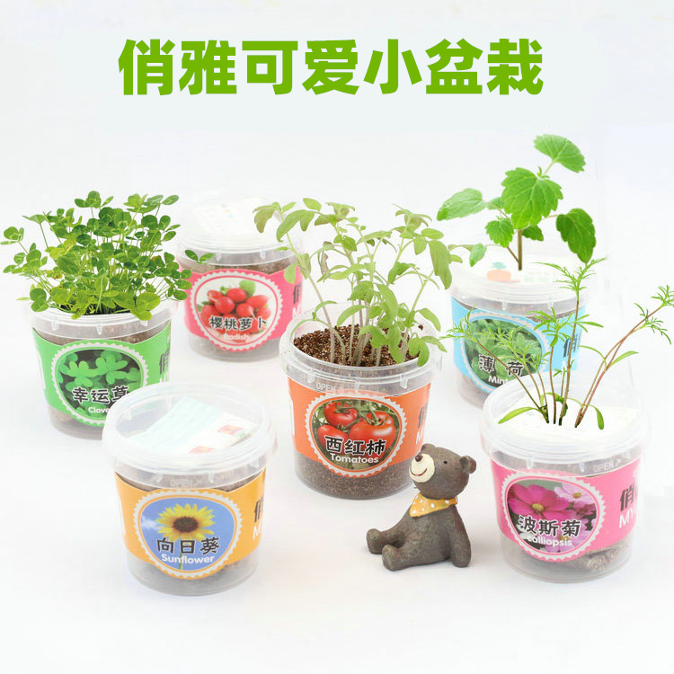 儿童种植盆栽幼儿园观察植物生长花农diy发芽迷你小学生自种创意 鲜花速递/花卉仿真/绿植园艺 苔藓微景观 原图主图