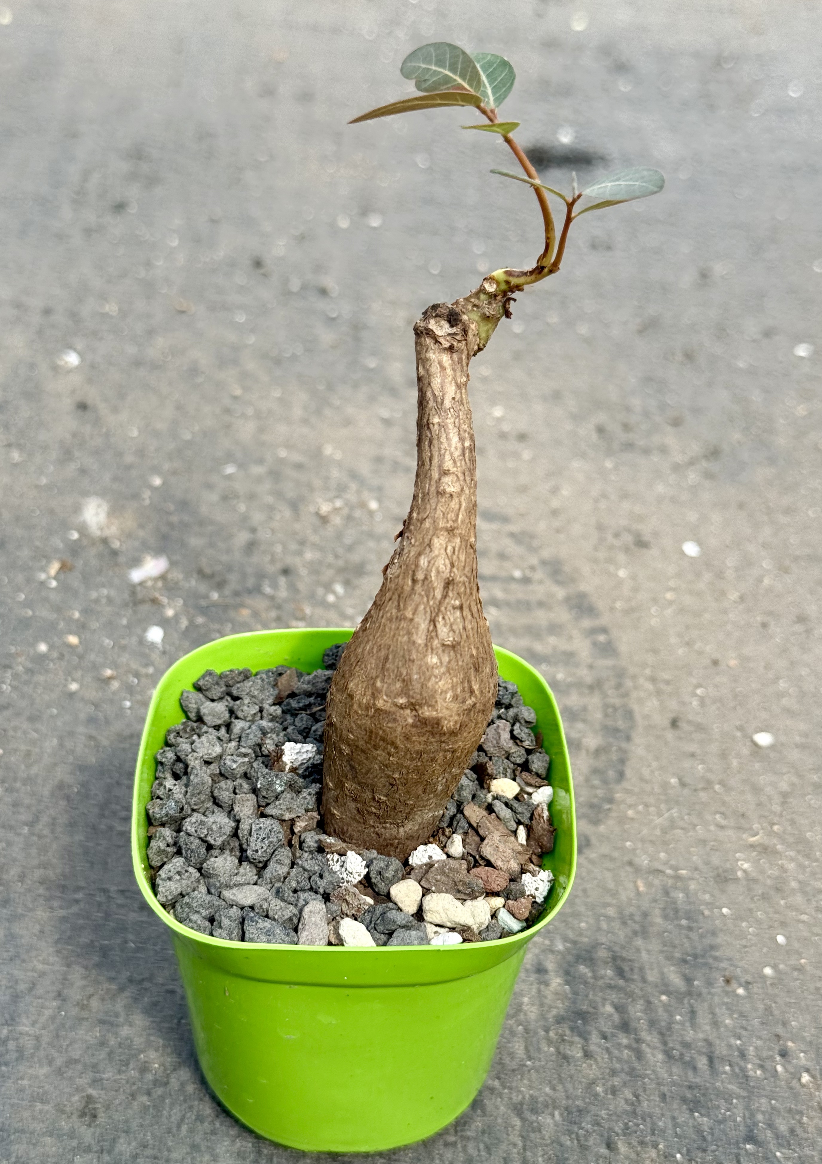 奇异油柑 块根潮流植物一物一拍多肉绿植室内好养红叶子造景盆栽