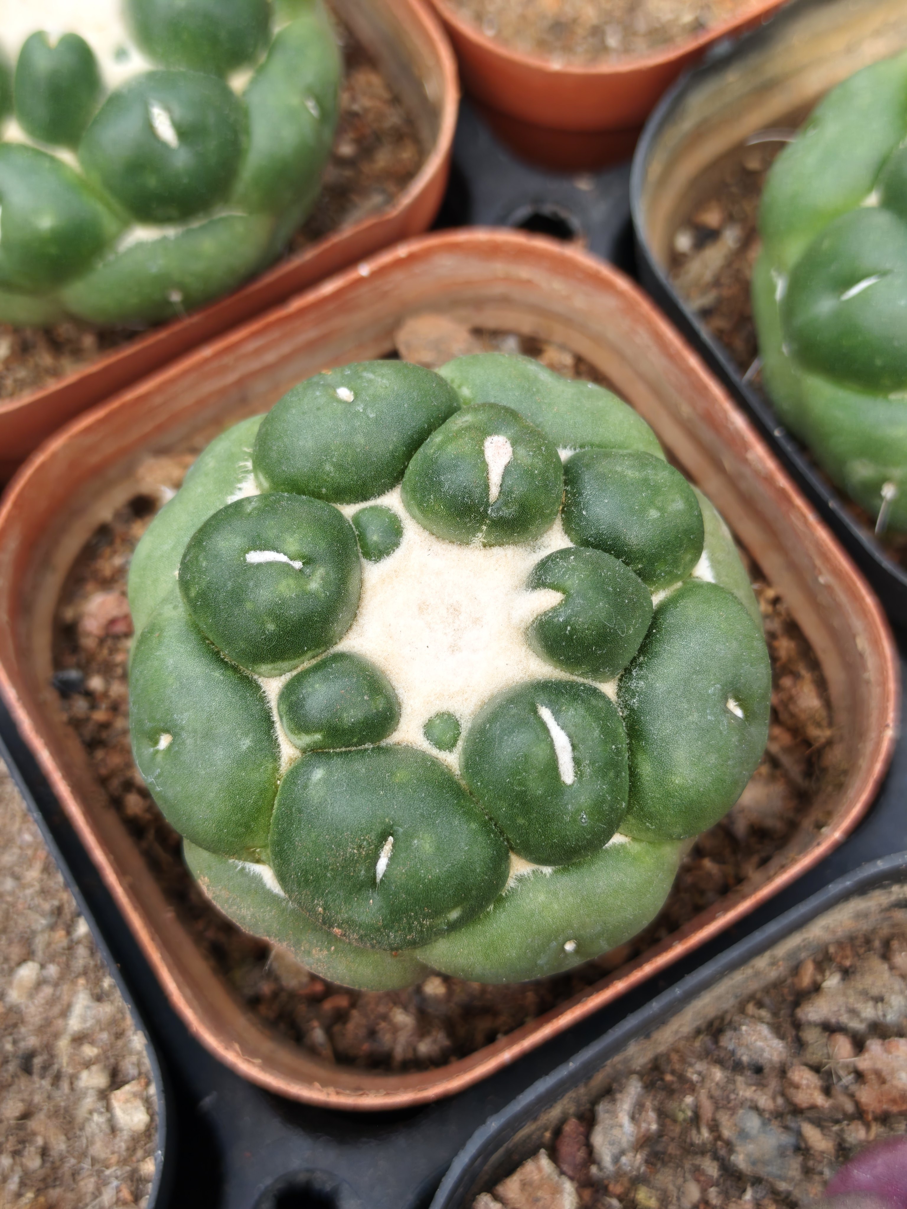 无刺象牙仙人球 奇趣珍珠办公室盆栽花卉精选园艺品种自根小植物