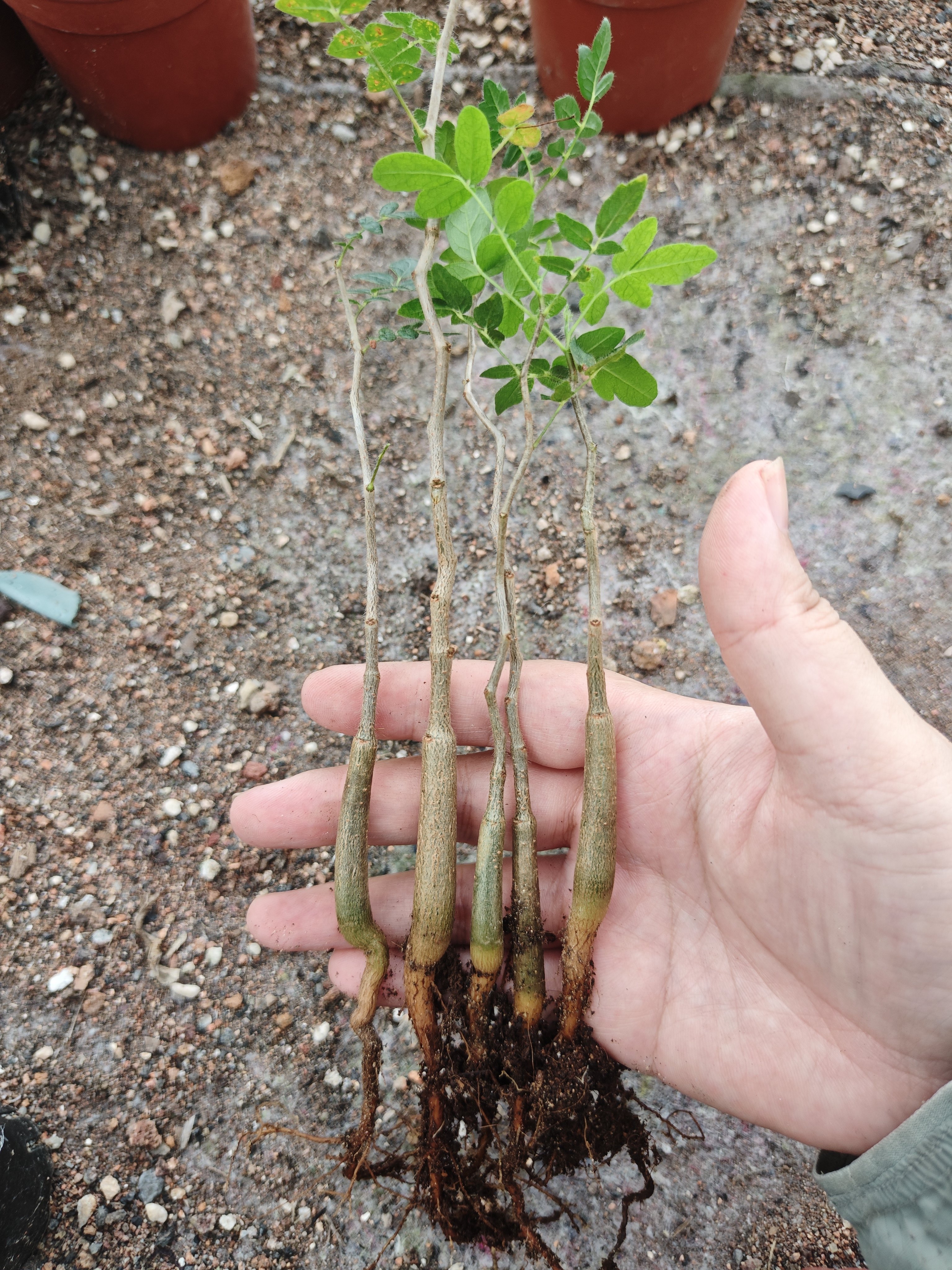 实生滔天橄榄块根植物小众高级没药造型籽播观赏个性盆景绿植盆栽 - 实物图