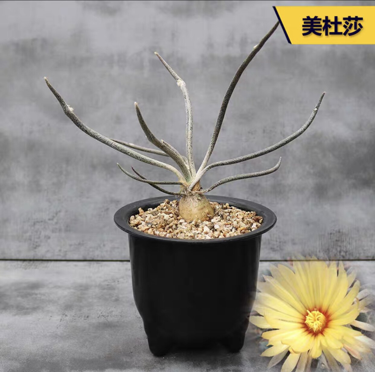 籽播美杜莎仙人球 caput-medusae块根植物稀缺品种开花进口小盆栽