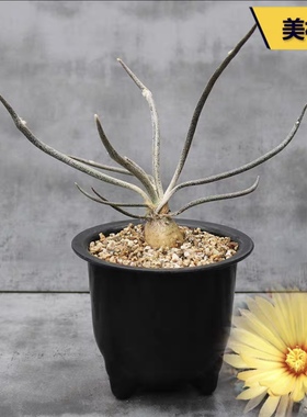 籽播美杜莎仙人球 caput-medusae块根植物稀缺品种开花进口小盆栽