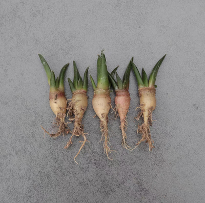 岩牡丹实生播种小苗 稀缺各种牡丹混播 欧洲进口多肉植物开花小颗