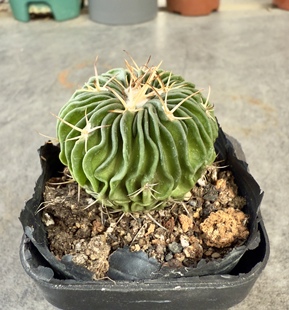 多棱玉仙人球 千波万波多肉植物桌面小盆栽 奇趣室内开花实生球