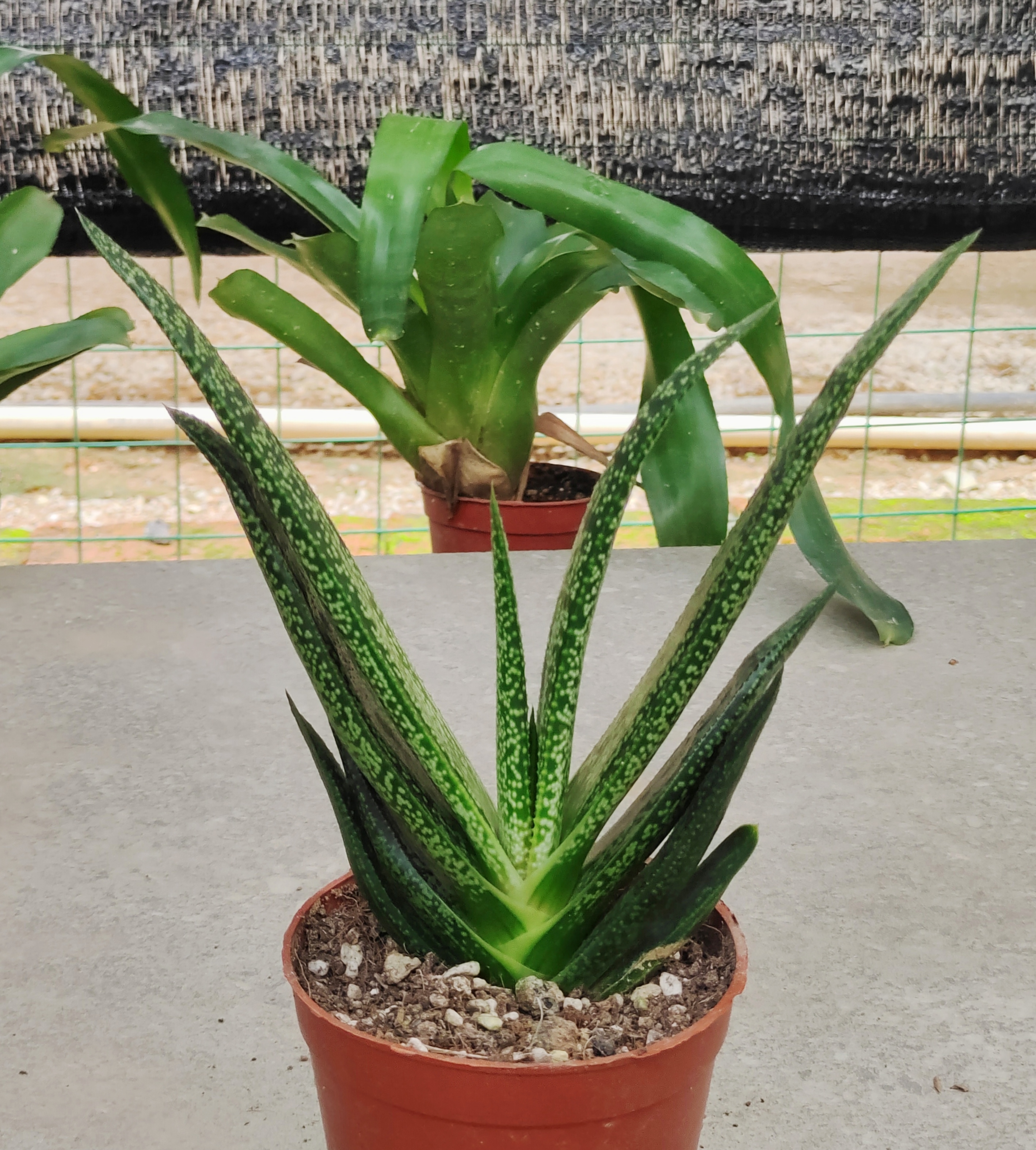 金星芦荟 百合科园艺种 多肉植物办公室防辐射小盆栽室内绿植花卉