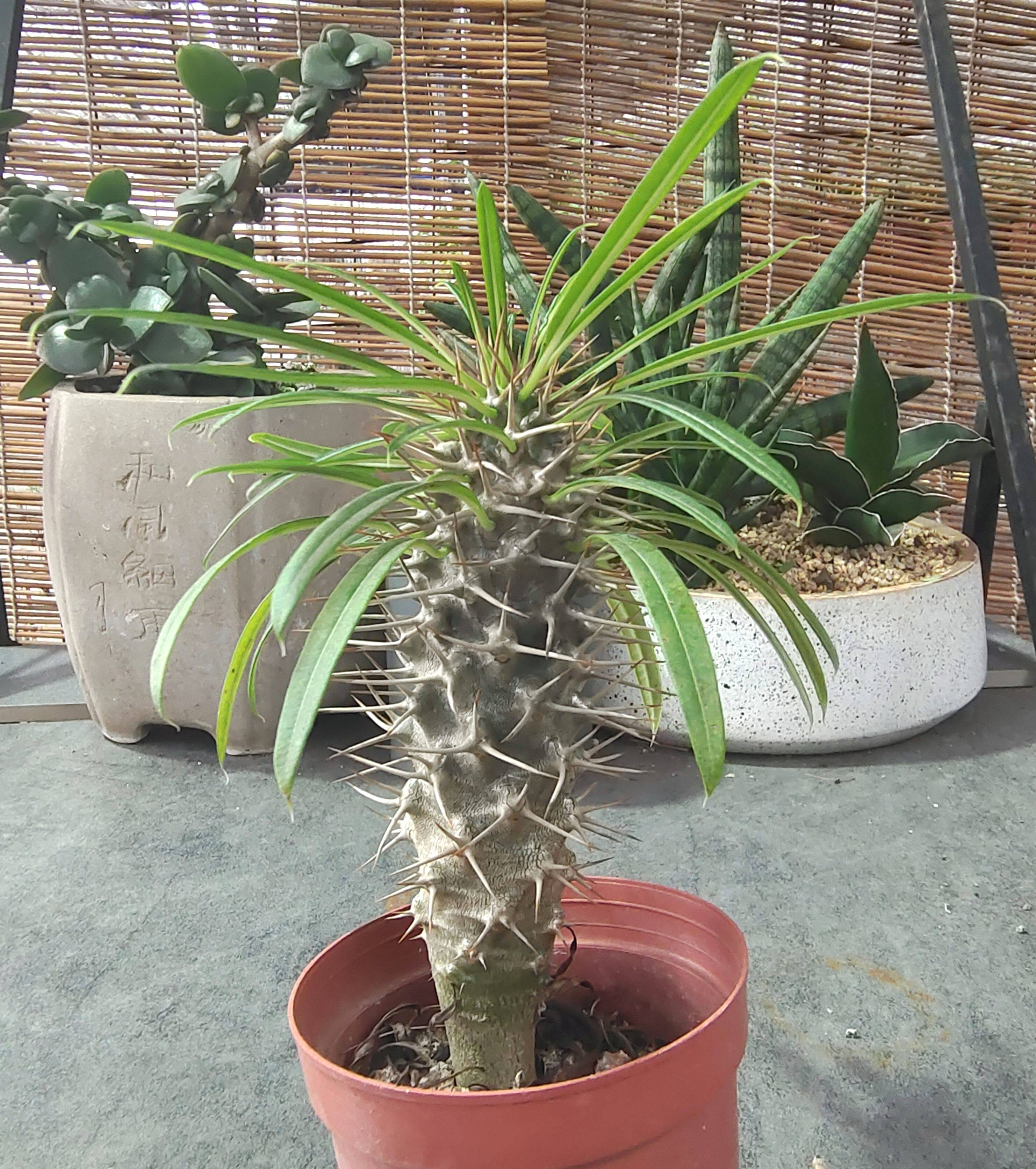 非洲霸王树小苗 创意棒槌树属多肉植物裸根小盆栽 办公桌净化空气