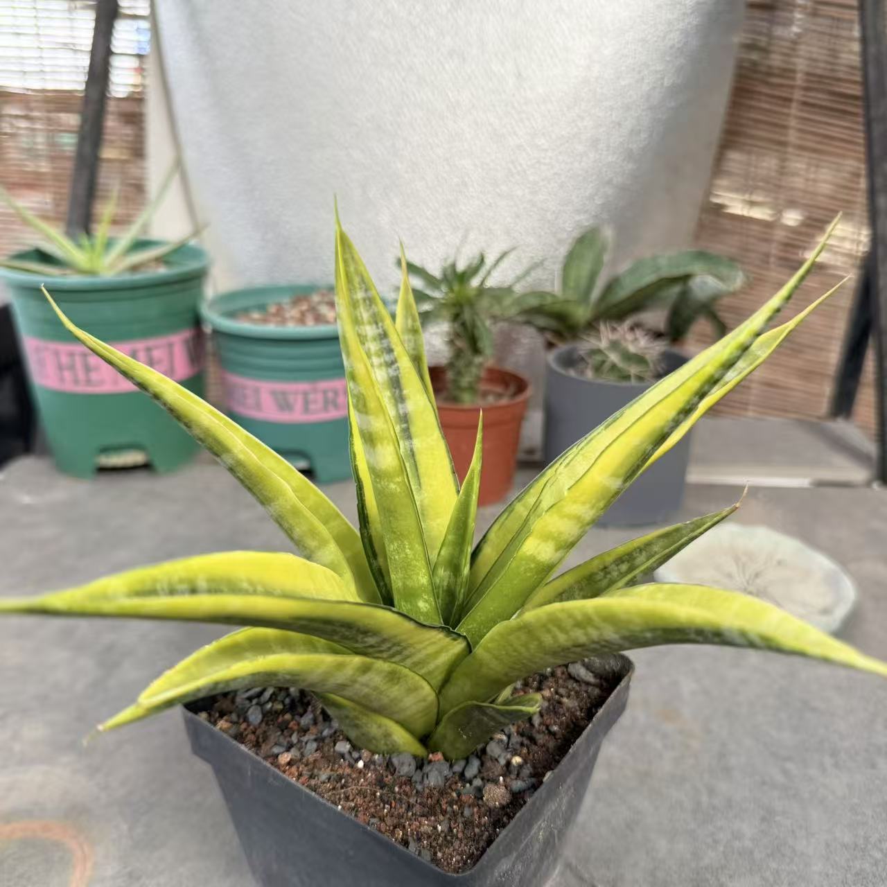 卡洛娃虎皮兰锦 自然斑锦变异园艺品种阳台大型植物盆栽花卉老桩