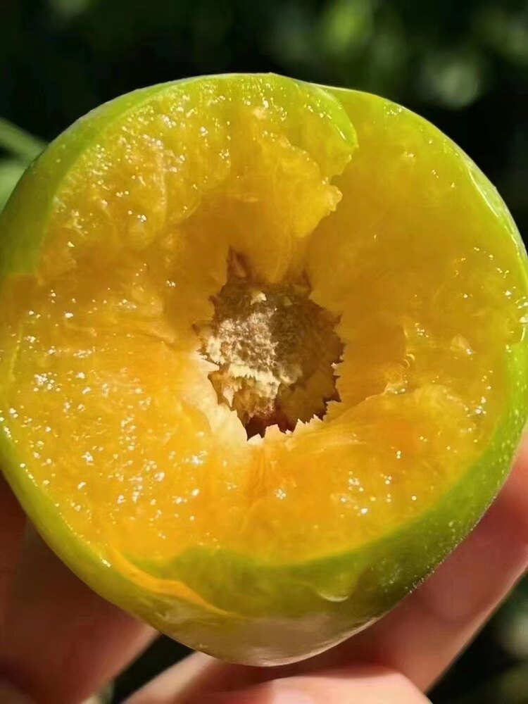 现摘现发新鲜水果重庆巫山脆李曲尺产空心青脆脱骨李子5斤精品装