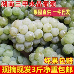 水晶葡萄湖南三甲玉峰绿青葡萄水果当季新鲜现摘高山无污染非无籽