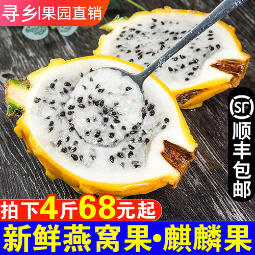 黄皮麒麟火龙果素材模板 黄皮麒麟火龙果图片下载 小麦优选