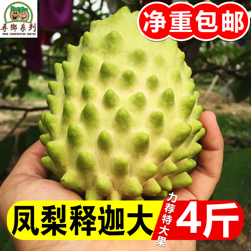 寻乡者大目牛奶释迦顺丰包邮