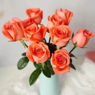 影星玫瑰昆明基地现采直发水养鲜花浪漫云南直发玫瑰花室内