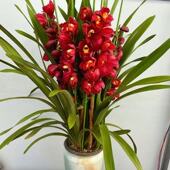 大花蕙兰年宵花卉兰花盆栽带花苞带花剑好养易活室内客厅摆放植物